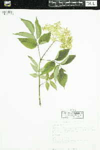 Sambucus nigra image