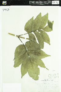 Sambucus racemosa image