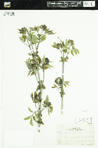 Sambucus racemosa image