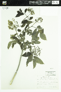 Sambucus racemosa image