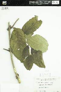 Sambucus racemosa image