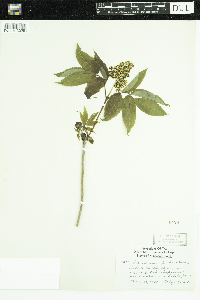 Sambucus racemosa image