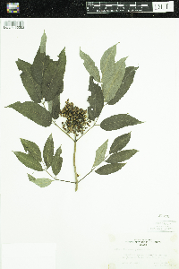 Sambucus racemosa image