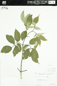 Sambucus racemosa image