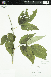 Sambucus racemosa image