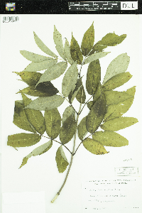Sambucus racemosa image