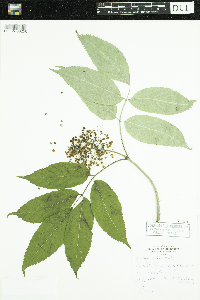 Sambucus racemosa image