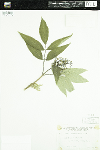 Sambucus racemosa image