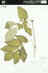 Sambucus racemosa image