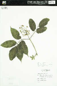 Sambucus racemosa image