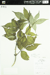 Sambucus racemosa image