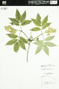 Sambucus racemosa image