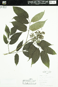 Sambucus racemosa image