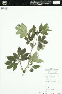 Sambucus racemosa image