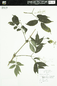 Sambucus racemosa image