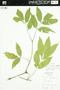 Sambucus racemosa image