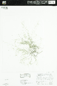 Callitriche palustris image