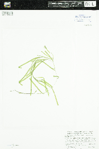 Potamogeton obtusifolius image