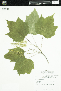 Acer spicatum image
