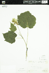Acer spicatum image