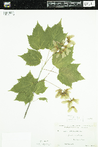 Acer spicatum image