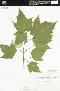 Acer spicatum image