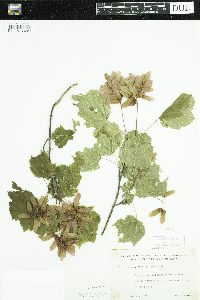 Acer spicatum image