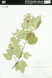 Acer spicatum image