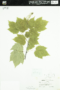 Acer spicatum image