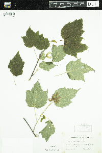 Acer spicatum image