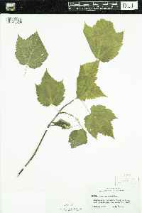 Acer spicatum image