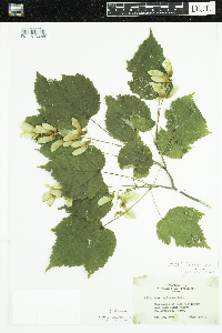 Acer spicatum image