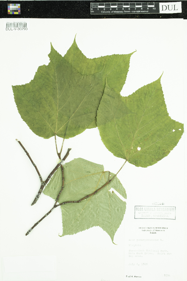 Acer pensylvanicum image