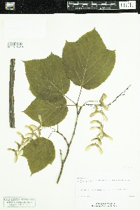 Acer pensylvanicum image