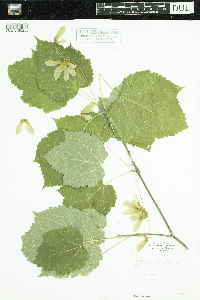 Acer spicatum image