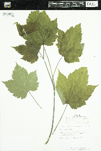 Acer spicatum image