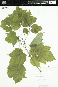 Acer spicatum image