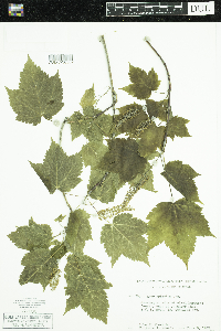 Acer spicatum image