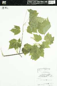 Acer spicatum image