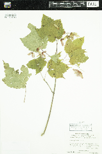 Acer spicatum image