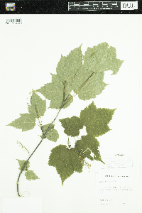 Acer spicatum image