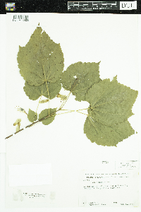 Acer spicatum image