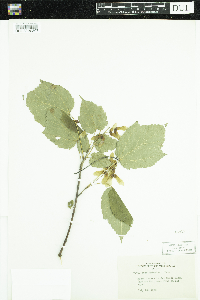 Acer spicatum image