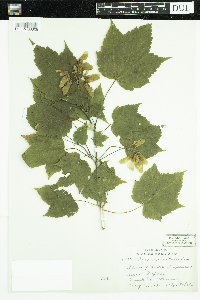 Acer spicatum image
