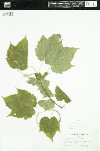 Acer spicatum image
