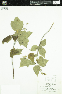 Acer spicatum image
