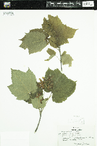 Acer spicatum image