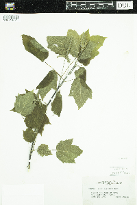 Acer spicatum image