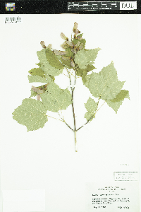 Acer spicatum image
