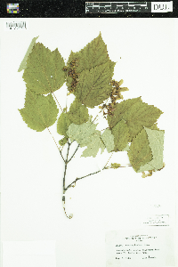 Acer spicatum image